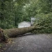Large fallen tree blocking a residential driveway after a storm